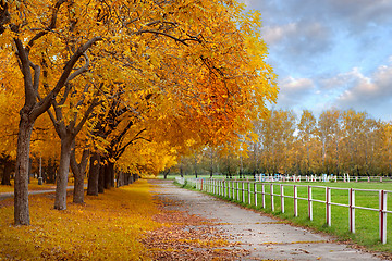 Image showing Autumn in a park