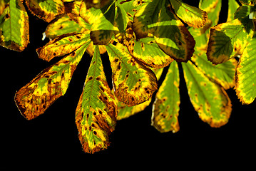 Image showing autumn chestnut leaves isolated on black