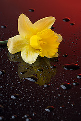 Image showing yellow narcissus on red background with water drops