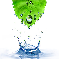 Image showing green leaf with water drops and splash isolated on white