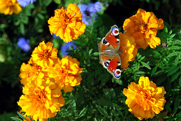 Image showing butterfly on yellow flowers