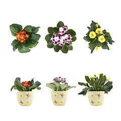 Image showing violet and marguerite bouquet in pots isolated on white