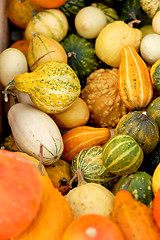 Image showing background from small different pumpkins