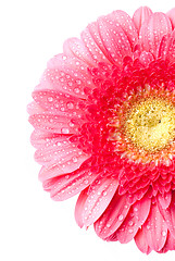 Image showing Pink daisy-gerbera with water drops isolated on white