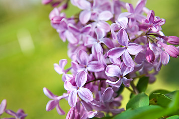 Image showing Spring lilac flowers with leaves