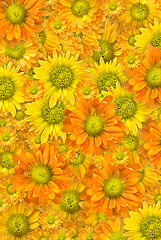 Image showing Yellow flowers background