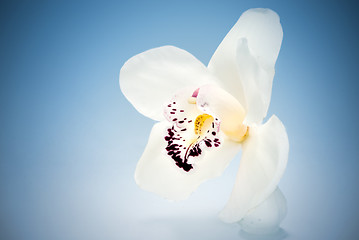 Image showing white orchid on blue