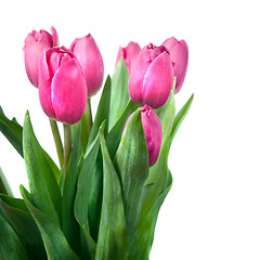 Image showing close-up pink tulips isolated on white