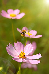 Image showing flying bee over the flowers