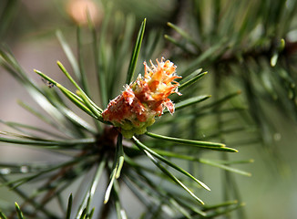 Image showing Pine tree seed
