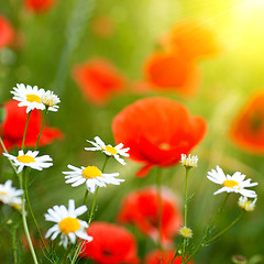 Image showing close up photo of chamomiles and poppy