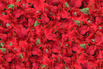 Image showing christmas flower background