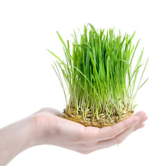 Image showing human hand holding green grass on white