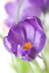 Image showing crocus bouquet isolated on white, shallow dof