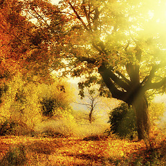 Image showing autumn forest with sun beam