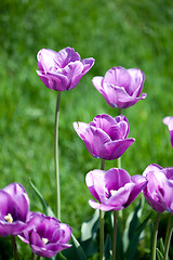 Image showing Beautiful pink tulips in garden