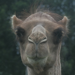 Image showing Camel