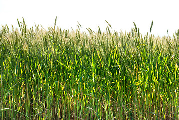 Image showing green wheat isolated on white