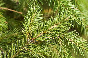 Image showing branch of green christmas tree