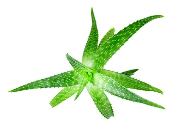 Image showing close-up photo of green aloe vera isolated on white