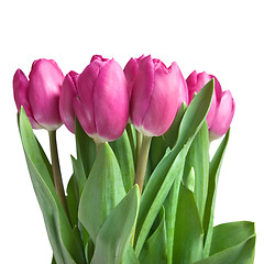 Image showing close-up pink tulips isolated on white