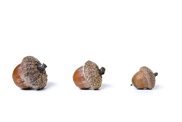 Image showing acorns isolated on white