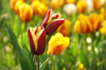 Image showing Beautiful red with yellow tulips in garden