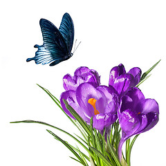 Image showing crocus bouquet with butterfly isolated on white