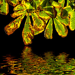Image showing autumn chestnut leaves isolated on black with reflection