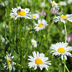 Image showing bee on white chamomiles