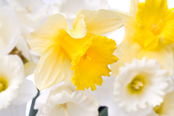 Image showing bouquet from white and yellow narcissus