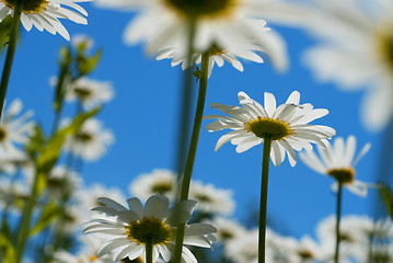 Image showing white chamomiles against blue sky
