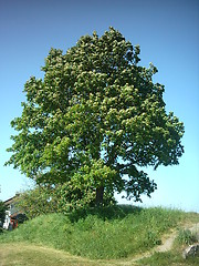 Image showing Big Tree