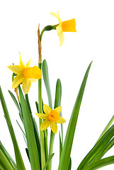 Image showing narcissus isolated on white