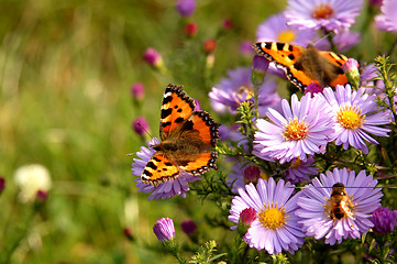 Image showing butterfly on flowers