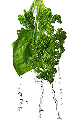 Image showing water drops on green spinach and parsley isolated on white