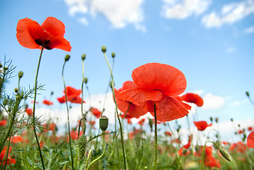 Image showing poppy against blue sky