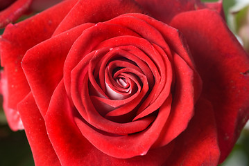 Image showing close up photo of red rose