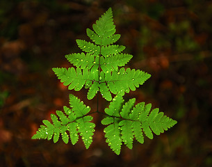 Image showing Fern