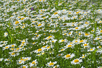 Image showing white chamomiles on green sunny meadow