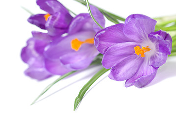 Image showing crocus bouquet isolated on white