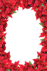 Image showing christmas frame from poinsettias isolated on white