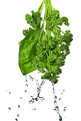 Image showing water drops on green spinach and parsley isolated on white