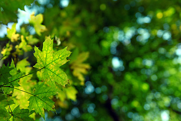 Image showing green autumn leaves