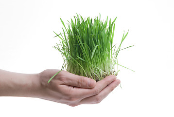 Image showing human hand holding green grass on white