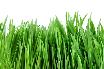 Image showing close-up green grass isolated on white