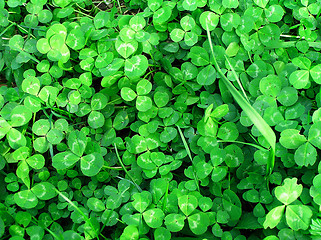 Image showing background of green clover