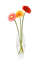 Image showing Bouquet from daisy-gerbera in glass vase isolated on white