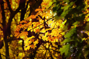 Image showing autumn yellow leaves