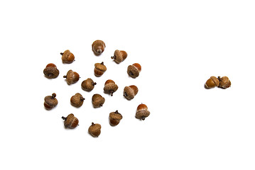 Image showing pair against group of acorns isolated on white